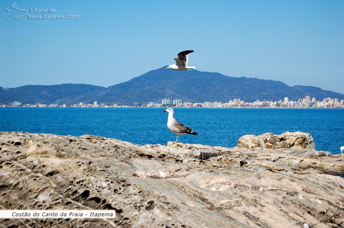 Duas gaivotas em cima da pedra do canto da praia em itapema.