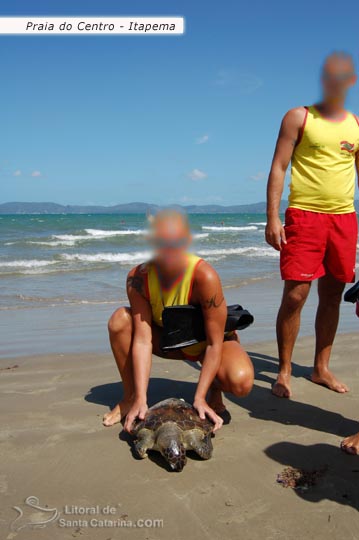 Tartaruga marinha na praia de itapema.
