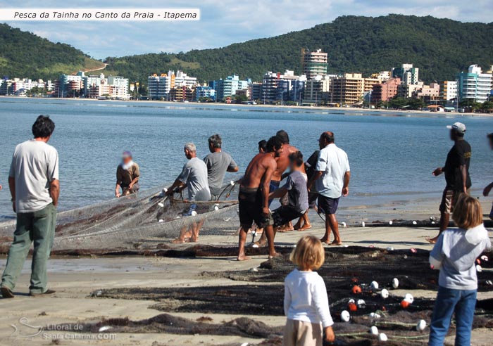 Pesca da tainha no canto da praia em itapema.