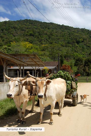 Bois carregando bananas no caminho das cachoeiras de itapema.