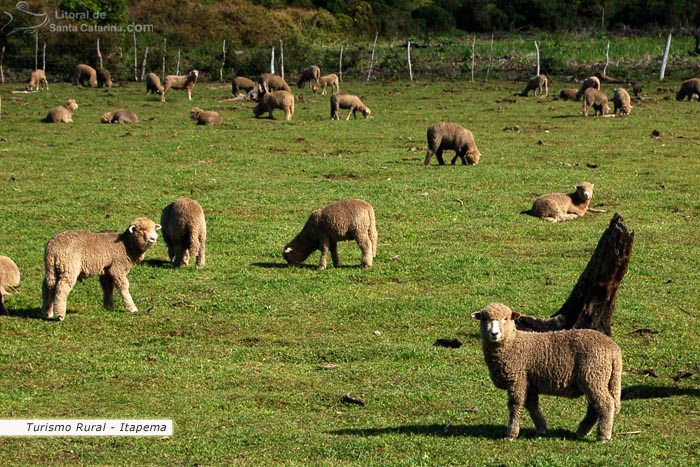 Turismo Rural (Ovelhas).