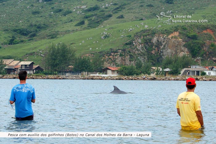 pesca com auxílio dos golfinhos em laguna