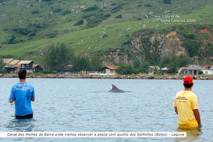 golfinho trazendo os peixes aos pescadores em laguna