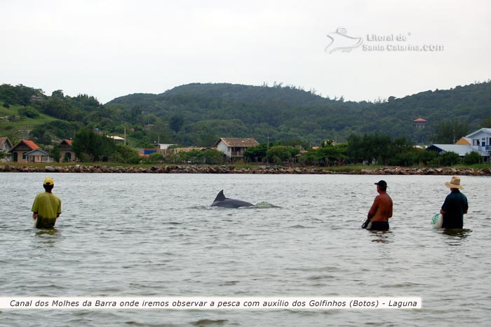 golfinhos trazendo os peixes em laguna sc