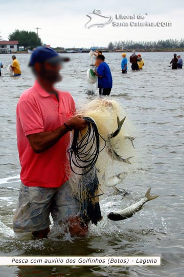 pesca com auxílio dos golfinhos, pescador sai com sua rede cheia em laguna