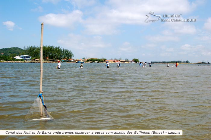 todo mundo esperando os golfinhos voltar com os peixes em laguna santa catarina