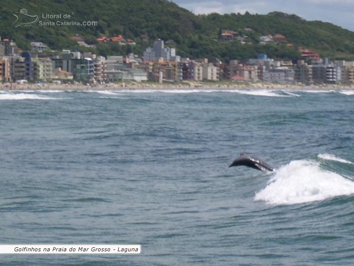 golfinho pegando ondas na praia do mar grosso em de laguna sc