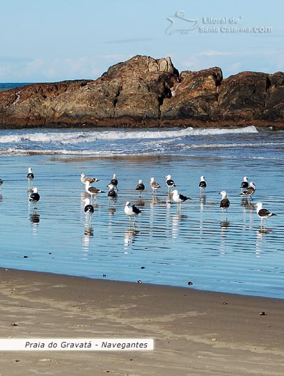 praia do gravatá, gaivotas aproveitando o banquete de peixes deixados na praia