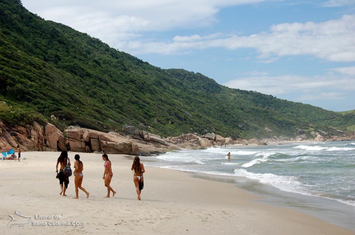 gats passeando na praia