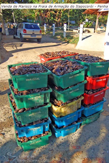 venda de marisco na praia da armação