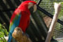 Arara no  Zoológico da SANTUR em Balneário Camboriú.