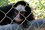 Macaco bonito no Zoológico da SANTUR em Balneário Camboriú.