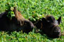 Capivara no Zoológico da SANTUR em Balneário Camboriú.