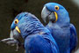 Arara azul no Zoológico da SANTUR em Balneário Camboriú.