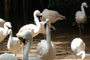 Cisne no Zoológico da SANTUR em Balneário Camboriú.