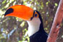 Tucano no Zoológico da SANTUR em Balneário Camboriú.