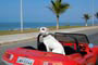 praia do tabuleiro, pit bul no carro