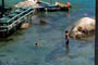 Barra da lagoa, crianças nadando e a mãe cuidando e outro garoto só adimirando a paisagem e os peixinhos no mar