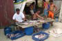 pescadores de garopaba, limpando os peixes a beira mar