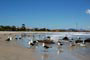 barra do saí, itapoá, gaivotas passeando pela praia