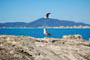 Duas gaivotas em cima da pedra do canto da praia em itapema.