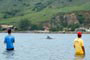 golfinho trazendo os peixes aos pescadores em laguna
