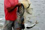 pesca com auxílio dos golfinhos, pescador sai com sua rede cheia em laguna