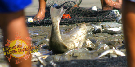 Pesca da Tainha em Itapema, Santa Catarina - Foto: Flávio Fernandes - LitoraldeSantaCatarina.com