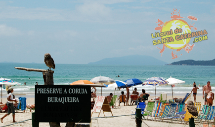 Coruja buraqueira de Mariscal em Bombinhas Santa Catarina