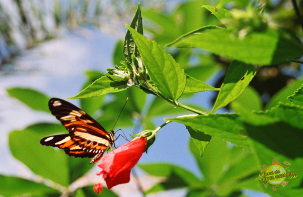 Borboleta no meio da mata subindo para o mirante morro do macaco em Bombinhas, Santa Catarina - Foto: Flávio Fernandes - LitoraldeSantaCatarina.com 