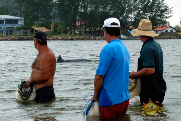 Golfinhos trazendo peixes aos pescadores de Laguna em Santa Catarina, Brasil.