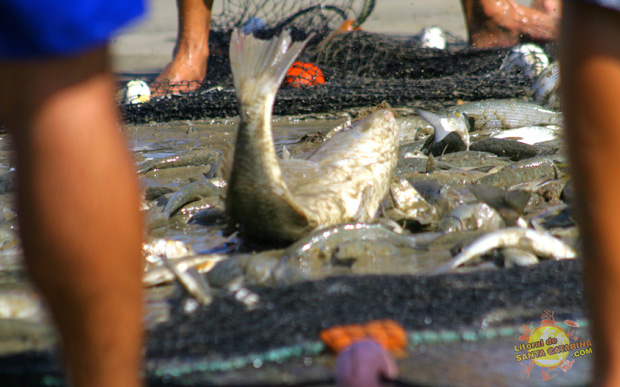 Rede cheia de tainhas pescadas na praia do rosa em Garopaba, Santa Catarina - Foto: Flávio Fernandes - LitoraldeSantaCatarina.com